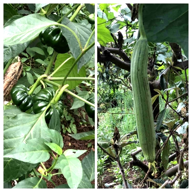 1573019731193915.jpg 有机蔬菜.jpg